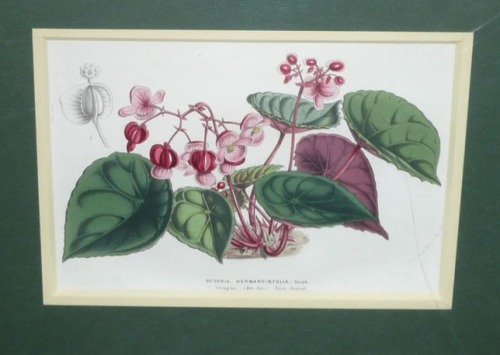 Van Houtte - Begonia Hernandiaefolia